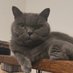 nekoji (@necorbachev) Twitter profile photo nekoji (@necorbachev) Twitter profile photo