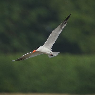 exeterbirder Profile Picture