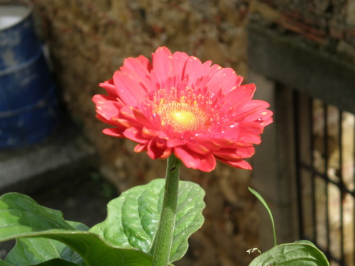 animaserena's profile picture. 