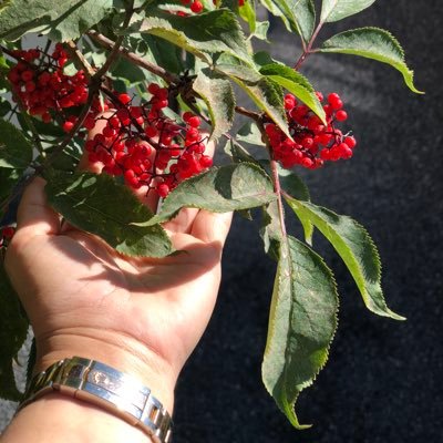 Seddiqa118's profile picture. 