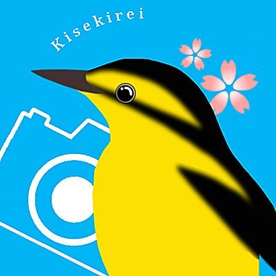 きせきれいさんのプロフィール画像