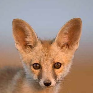 ChemicalFPL's profile picture. Trying to make it in these FPL streets, with nothing in my pockets but a humble 100m. 146 OR 19/20. 3030 OR 20/21 season. 20K OR 21/22