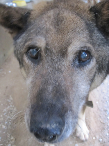 mini94i's profile picture. カステラ県で生産され金のしゃちほこ県に社畜として出荷されたオスのわんこですm(_ _)m 多趣味で興味がある事には尻尾振って走っていきますm(_ _)m 活動圏は300キロ以内なら軽率に行きます（笑） 最近はカメラにはまってます( ^ω^ )動く三脚程度でも良いって方で練習させて頂ける方募集中( ^ω^ )