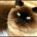 Emily Petry - @CatgroomerSEPA - Twitter