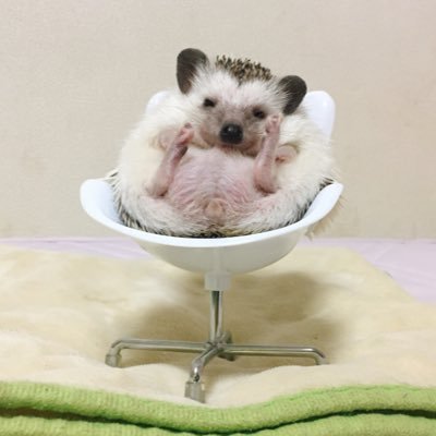 公式 ツンちゃん 仰向けで寝る癒しハリネズミ その1 ハリネズミ 癒し 漫画 イラスト 中山少年 公式 ツンちゃん 仰向けで寝る癒しハリネズミ その1 ハリネズミ 癒し 漫画 イラスト 中山少年