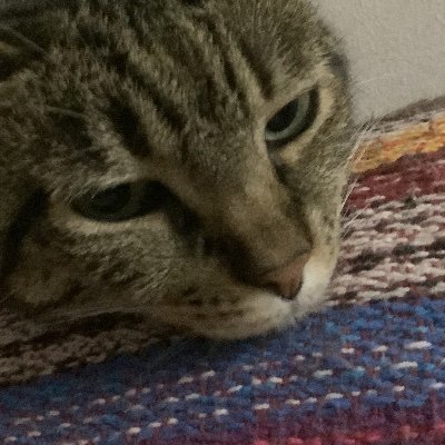 God, Jesus, Bible, Tecnology, gaming, cats, coffe, etc...