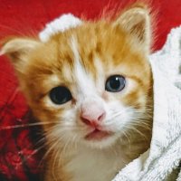 足利太郎 (@srsls0yt0zp28b5) 's Twitter Profile