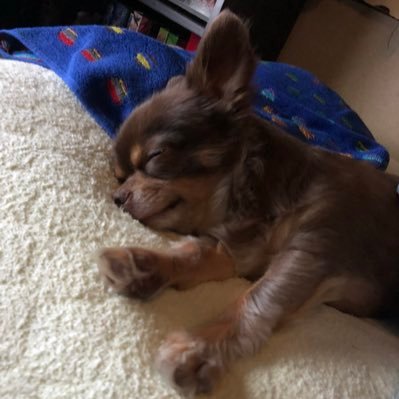 perotaro_dog's profile picture. シナリオライター。『フェアリーフェンサー エフ Refrain Chord』『俺の有休恋物語』『センチメンタルデスループ』『廃深2』『バニーガーデン』『へべれけ ばにーがーでん』など。