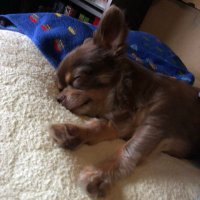 武藤隆義 (@perotaro_dog) 's Twitter Profile