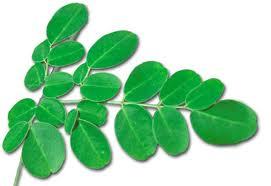 Moringa is tied to several health benefits, check out the website for more information and instructions on how to purchase.