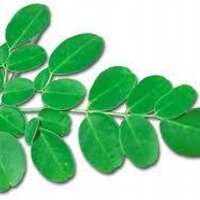 4Moringa (@4moringa) 's Twitter Profile