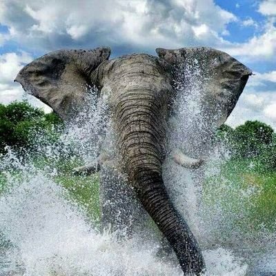 ElDudar Profile Picture