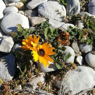 yasmindurbs's profile picture. 