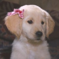 🐾⚽️Rosebud🐾⚽️ (@grrrrlpowerpup) 's Twitter Profile
