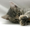 Judith Calvert - @Judecalv - Twitter