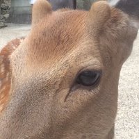 三島 (@mishimasann) 's Twitter Profile Photo 三島 (@mishimasann) 's Twitter Profile Photo