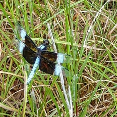 I love wildlife and nature. We need to replace Trump. #resist #photography #democrat #insects