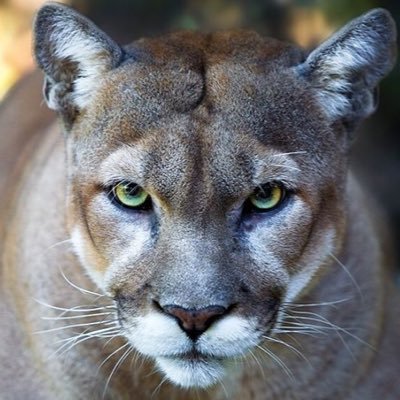 CougarsAz Profile Picture