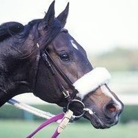 ナリブー🐴 (@redslions1) 's Twitter Profile