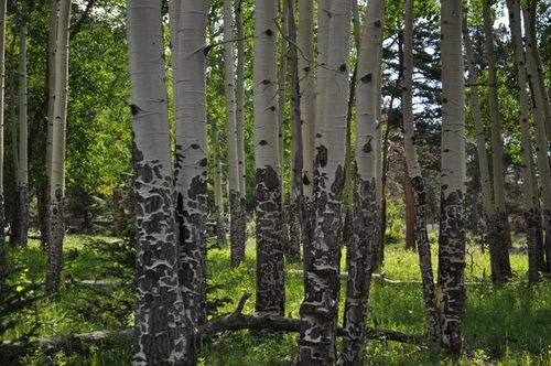 RockyMtNatPark's profile picture. 