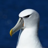 SEA Sentinels Project (@sentinelssea) 's Twitter Profile