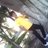 charLii_rozzh3's profile image