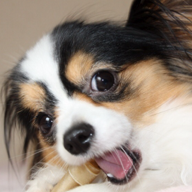 kukusan11's profile picture. わんわん