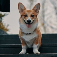 gong shaoqiu (@wsxbga) 's Twitter Profile