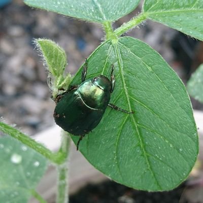 光り輝く水底のトラウマ コガネムシ達と違って越冬可能なシロテンハナムグリは秋になっても元気です 寿命が近い四肢欠損の子もプンプン飛び回る元気っぷり 子孫も順調に育ってます 写真がピンぼけですみません