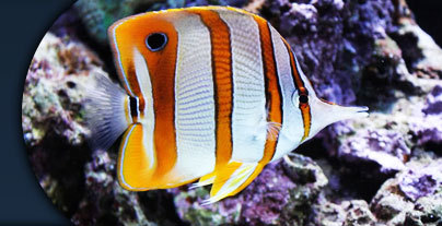 AquaFever_NZ's profile picture. Hawkes Bays premium supplier of everything aquatic.
Check us out on Facebook http://t.co/g6je4RvCte