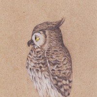 Tawny Owl🦉 (@tawny_bubo) 's Twitter Profile