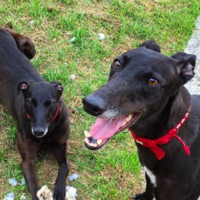 We are the greyhounds who live with J_Loaf. If there’s a sofa empty, we’ll be there. If there are treats, we’ll take ‘em.