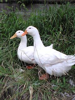 wawaji1600's profile picture. 兵庫県の何処かに生息。ヒメハリテンレック リクガメ チンチラ 日淡 食虫植物等呟いてます。