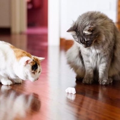 patrizia_brero's profile picture. 