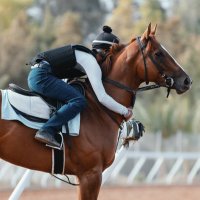 ..🐎.. (@aaaaaalaaacom) 's Twitter Profile Photo ..🐎.. (@aaaaaalaaacom) 's Twitter Profile Photo