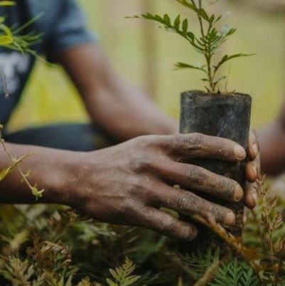 Environmental Conservation Organisation aimed at increasing global forest cover starting with Kenya.