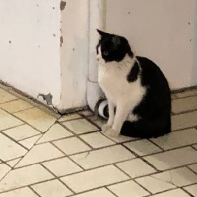 nekooka18さんのプロフィール画像