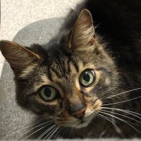 Spike the Cat (@wintonwreck) 's Twitter Profile
