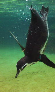 take0103's profile picture. はじめまして ﾂｲｯﾀｰ初心者のタケです今葛西駅から徒歩３分くらいのとこで整骨院開いてますちなみに場所は葛西駅近くのﾌｼﾞﾏｰﾄさんの斜め向かいです奥まってるので知らない方も多いと思いますが｢ＣＡ鍼灸整骨院｣といいます住所が江戸川区東葛西５-１５-１７ですよかったらみなさんいらしてください