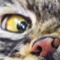 Paul Piesepampel (@pieselpampel) 's Twitter Profile