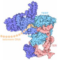 Feigon Lab (@feigonlab) 's Twitter Profile