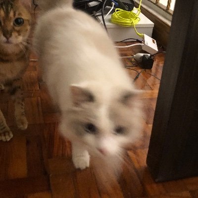 juunenene's profile picture. 🥪🦣