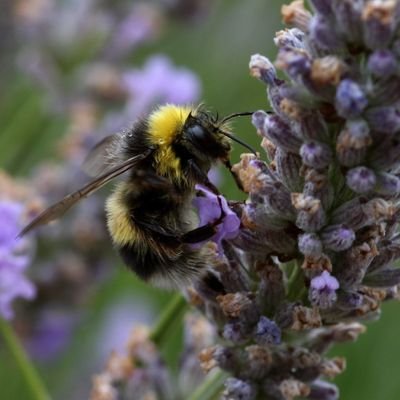 Bee Green Nature Group has a vision, creating positive influences both young and old who
have an interest and want to get closer to Nature. - Non Profit.