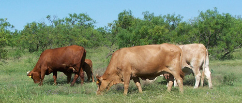 A burger restaurant serving Lasater Ranch Grass-Fed beef!