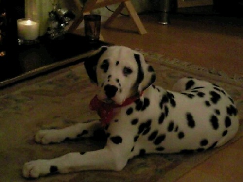 Dalmatian Lovers, breeders, exhibitors and fanatics. Committee members of British Dalmatian Welfare