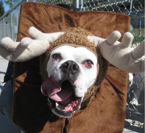 Suite Paws Pet Resort & Spa is Raleigh's state-of-the-art dog & cat boarding, grooming, and doggie daycare facility. Since 10/2008.