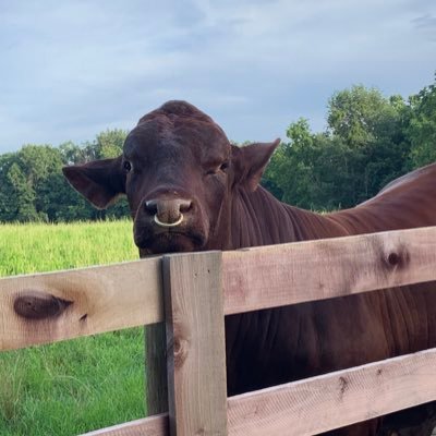 c_longacre's profile picture. Advocare Independent Distributor, University of KentuckyFootball, Thin Gray Line, Maker’s Mark, Santa Gertrudis Breeders International