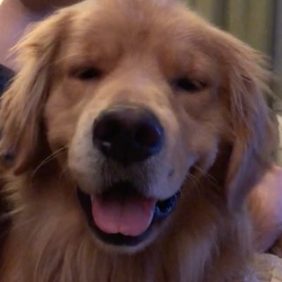 A bot that brings the joy of reddit's r/aww to Twitter. #aww #cute