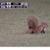 Just hangin' out in MLB's best ballpark.  Wish everyone would be quiet.  A squirrels gotta sleep, you know.