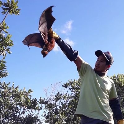 Wildlife conservation officer focused on seabirds, NbS & flying foxes | Independant researcher | Networks: @PacBatNet & @AusBats